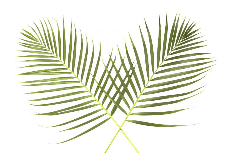 Palm Sunday — Sunday ponderings