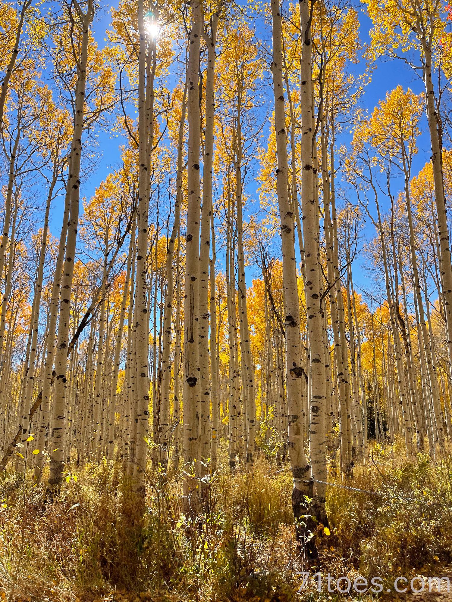 where to see the best fall leaves in Utah