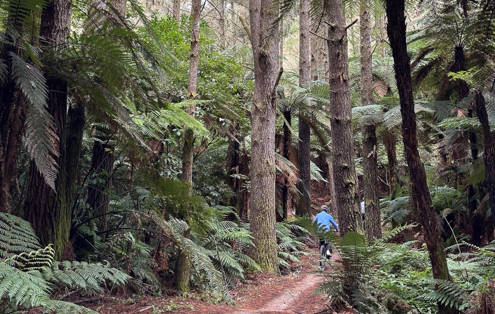biking through the New Zealand redwoods